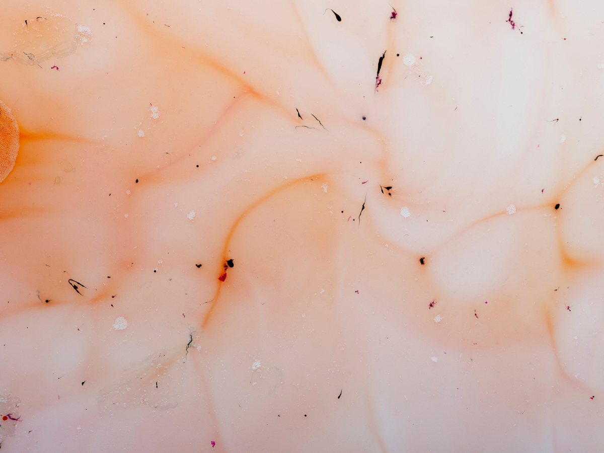 vieillissement du microbiote